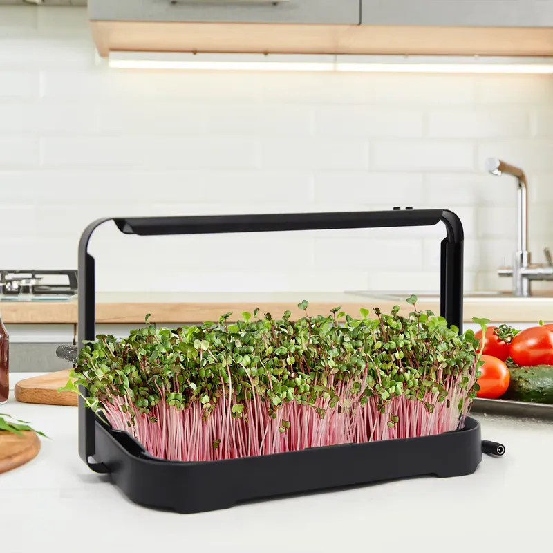 Smart Garden Usa - Taca hydroponiczna do uprawy mikrolistków w